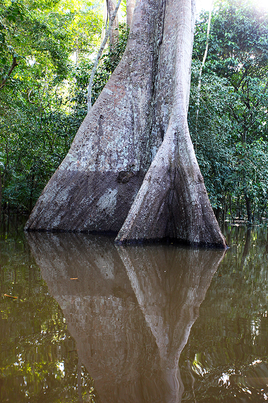 High water mark on tree