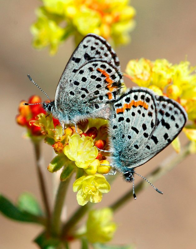 Acmon blue butterflies on buckwheat