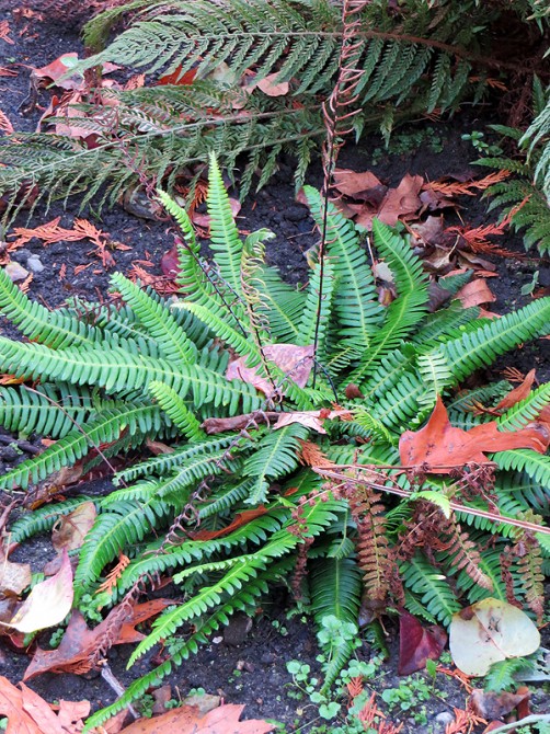 Deer fern