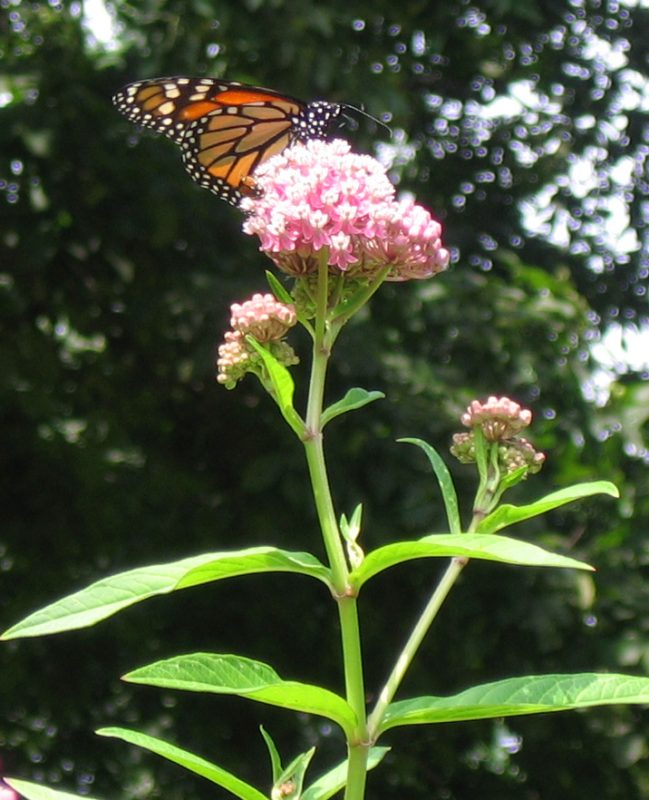 Monarch butterfly on swamp milkweed