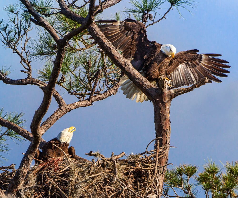Bald eagles on nest