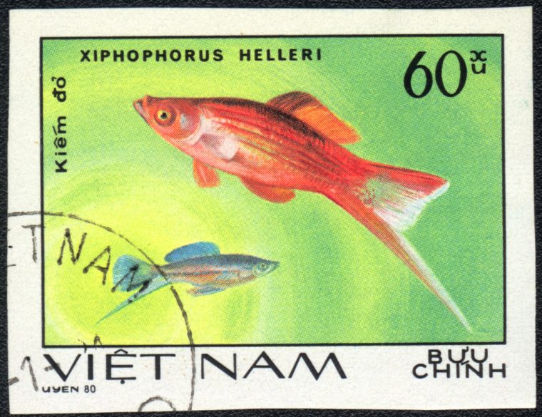 Swordtail platyfish stamp