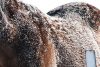 Ice crystal on the Paso Fino