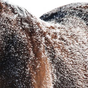 Ice crystal on the Paso Fino