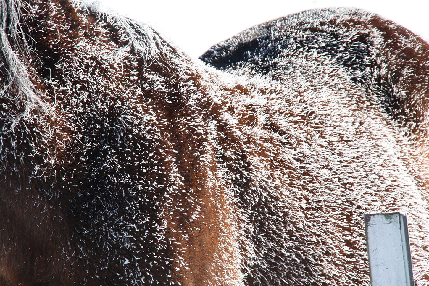 Ice crystal on the Paso Fino