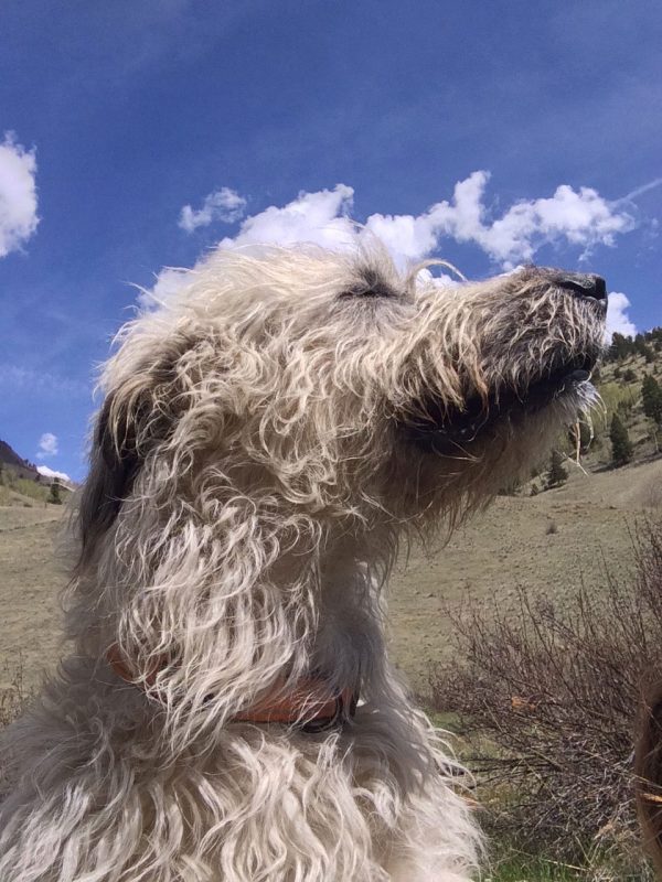 Pam's dog William