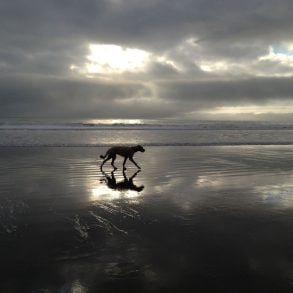 Pam's dog walking on beach