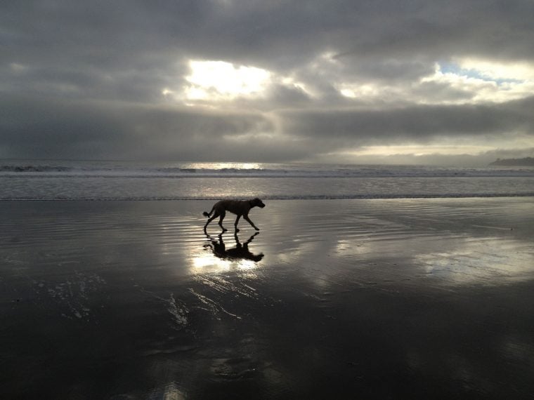 Pam's dog walking on beach