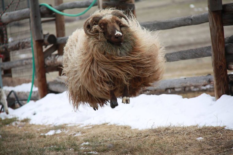 Jumping Icelandic ewe