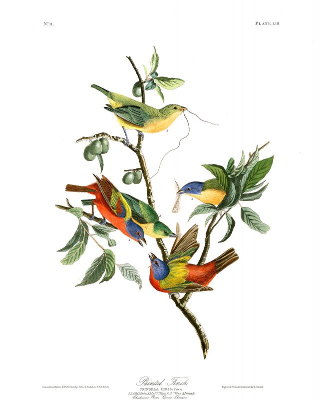 "Painted Finch" by John James Audubon