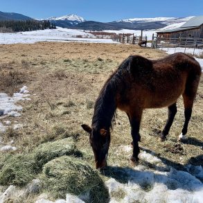 Horse eating hay