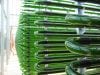 Photobioreactor