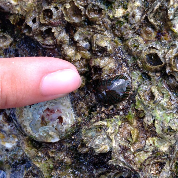 Not all ocean life is apparent at first glance.