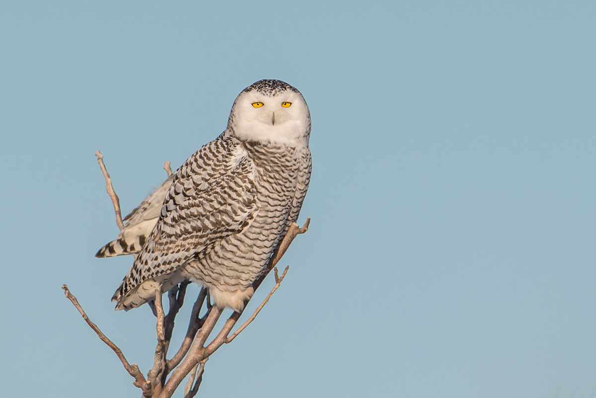 Snowy owl in snag