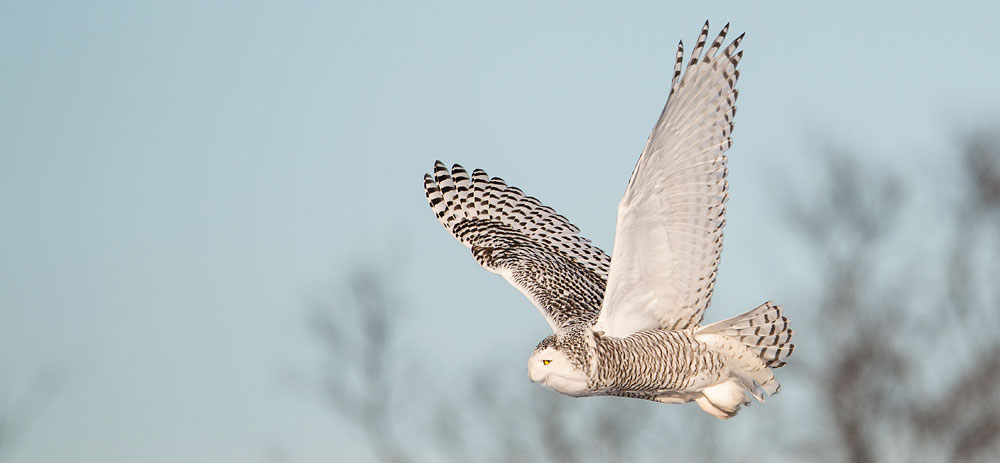 Snowy owl in flight