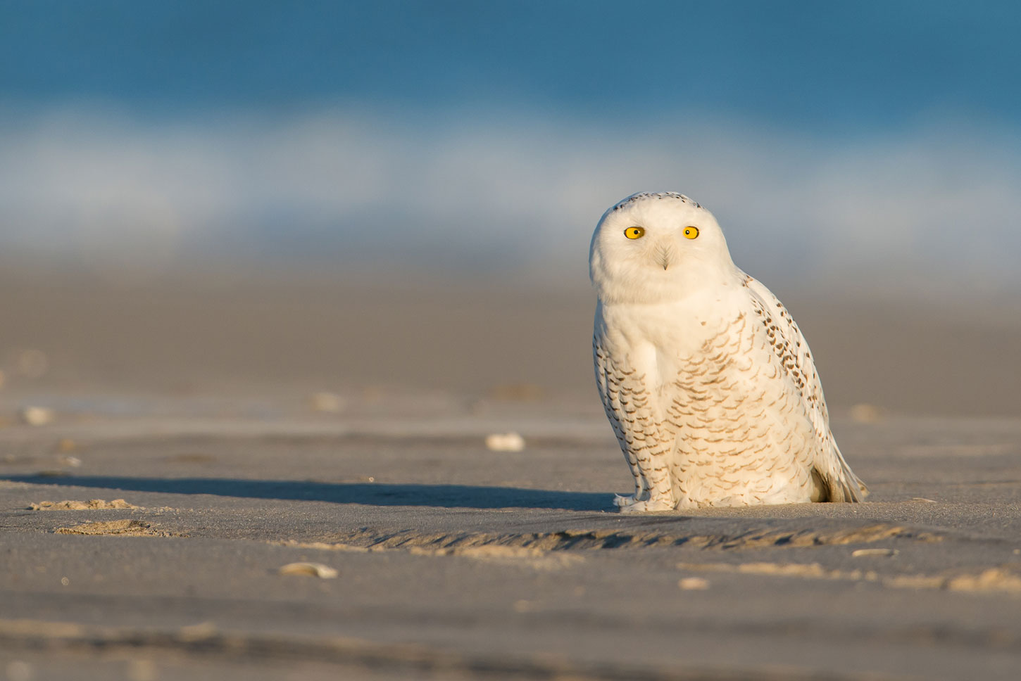 Snowy owl on beach