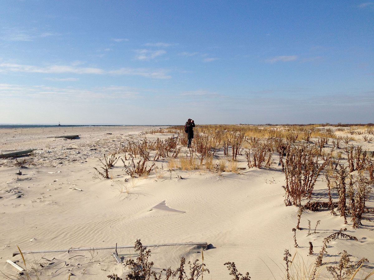 Seeking snowy owls at Breezy Point