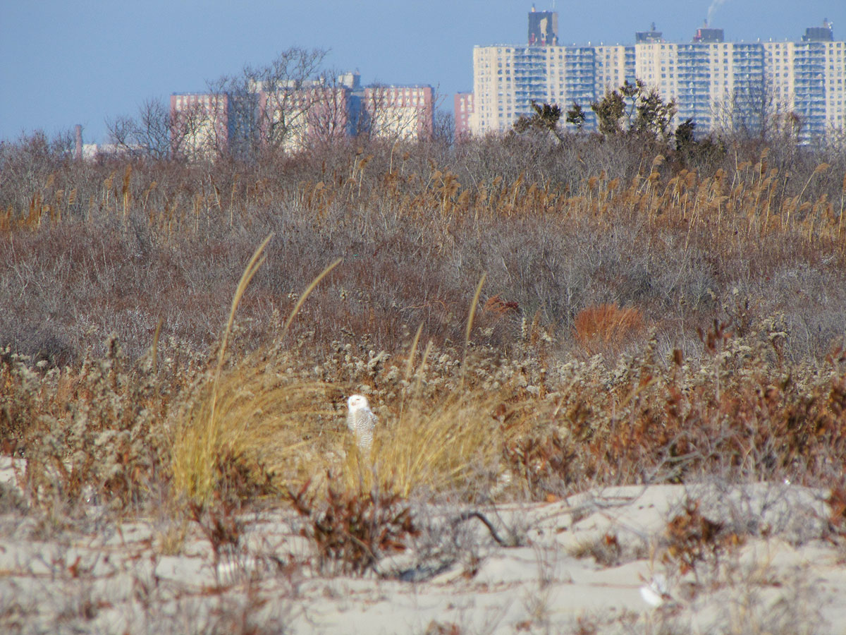First snowy owl spotted