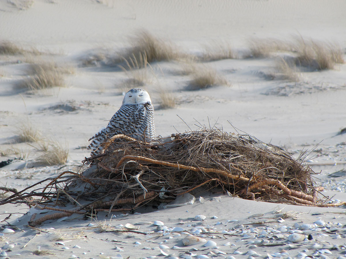 Snowy owl on groundcover