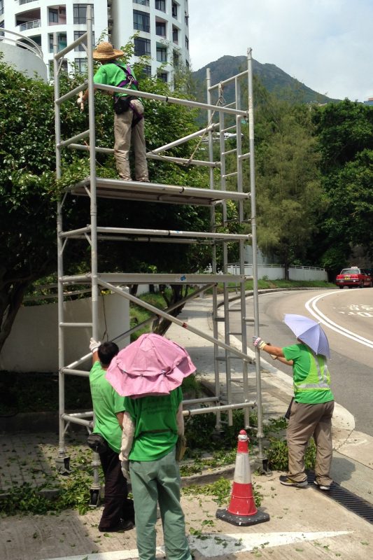 Sun protection and lots of assistants are critical for tree pruning.