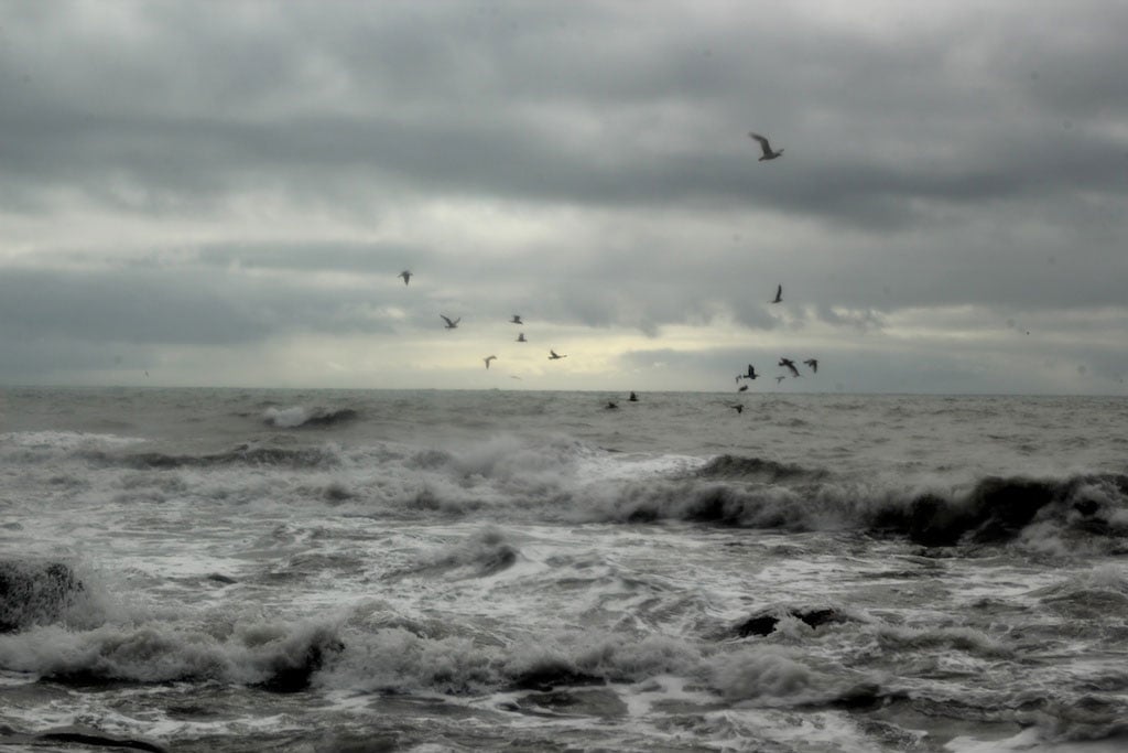 birds on the wing