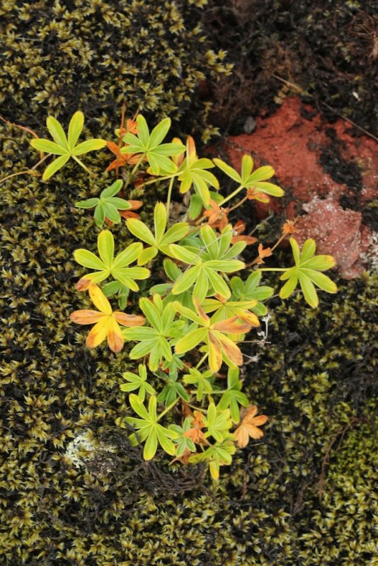 close up of plants