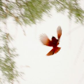 Cardinal in flight