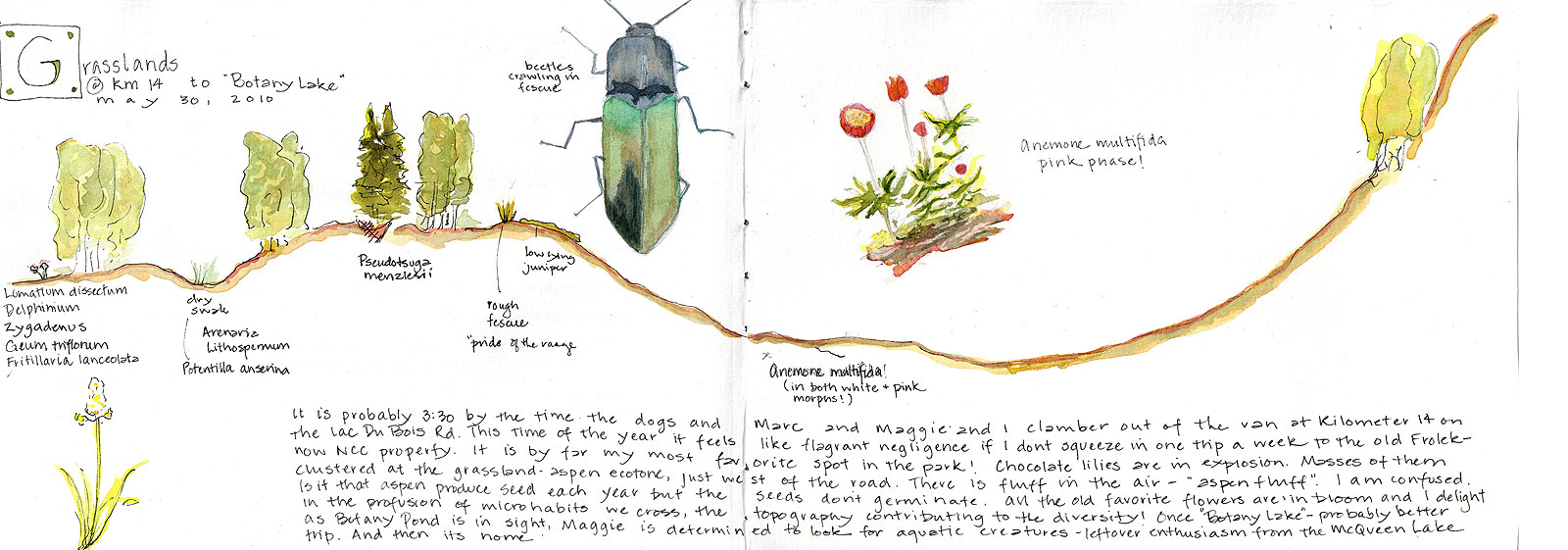 Upper grassland transect illustration by Lyn Baldwin