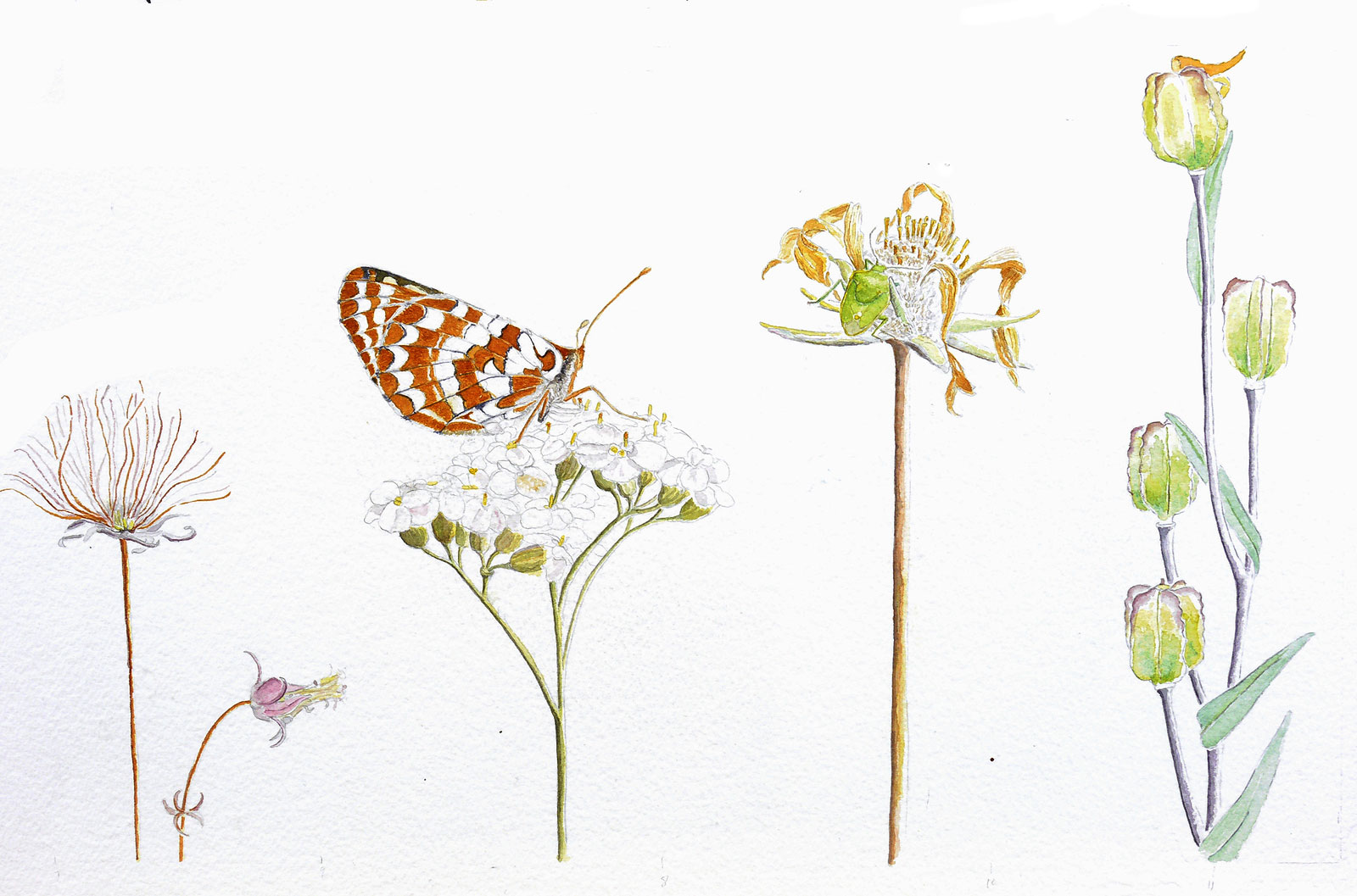 Grassland wildflowers, by Lyn Baldwin