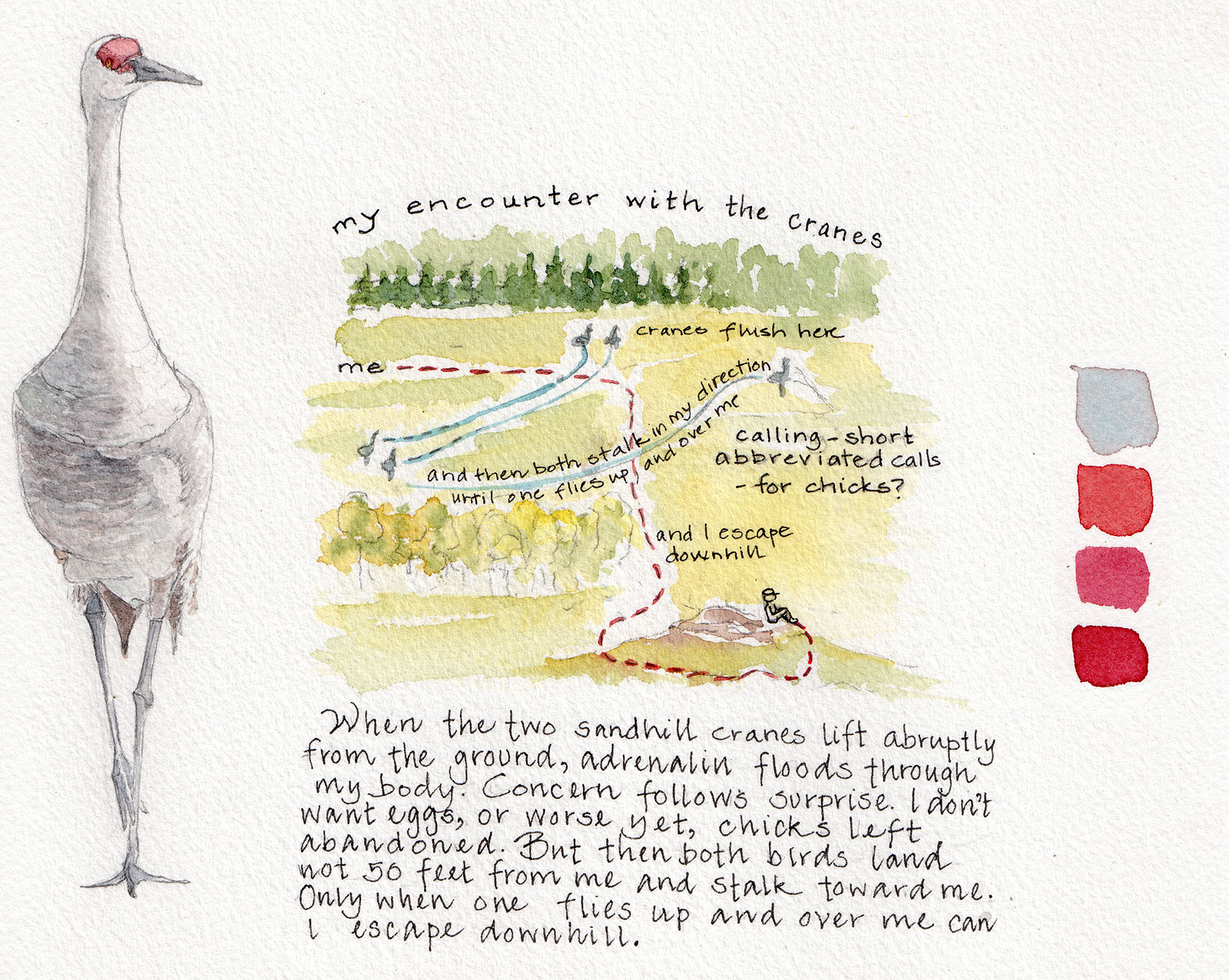 Illustration of Sandhill crane encounter, by Lyn Baldwin