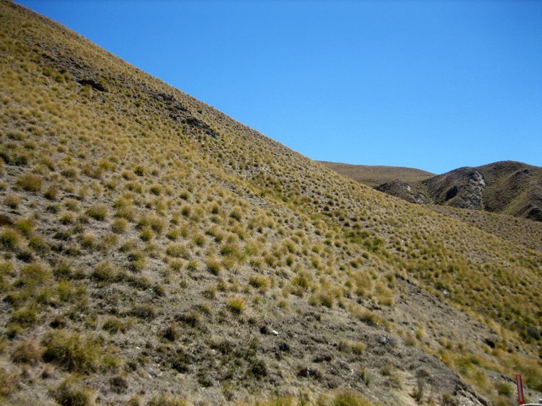 Central Otago tussock. Photo by Liesl Nunns.