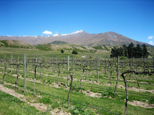 Central Otago vineyards. Photo by Liesl Nunn.