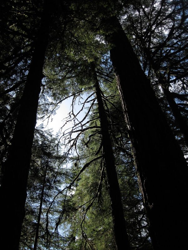 HJ Andrews Experimental Forest. Photo by Frederick H. Swanson.
