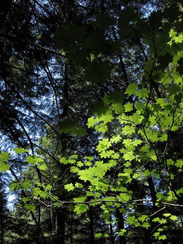 HJ Andrews Experimental Forest. Photo by Frederick H. Swanson.