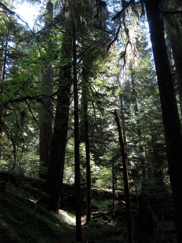 HJ Andrews Experimental Forest. Photo by Frederick H. Swanson.