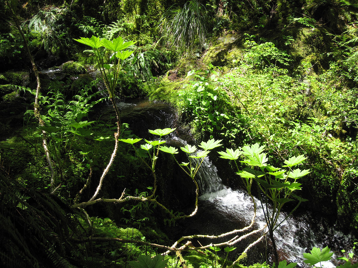 HJ Andrews Experimental Forest. Photo by Frederick H. Swanson.