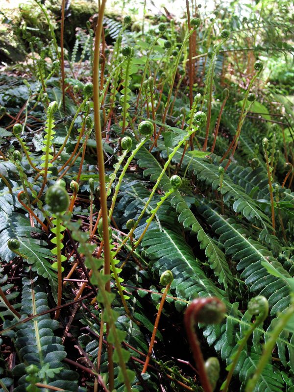 HJ Andrews Experimental Forest. Photo by Frederick H. Swanson.