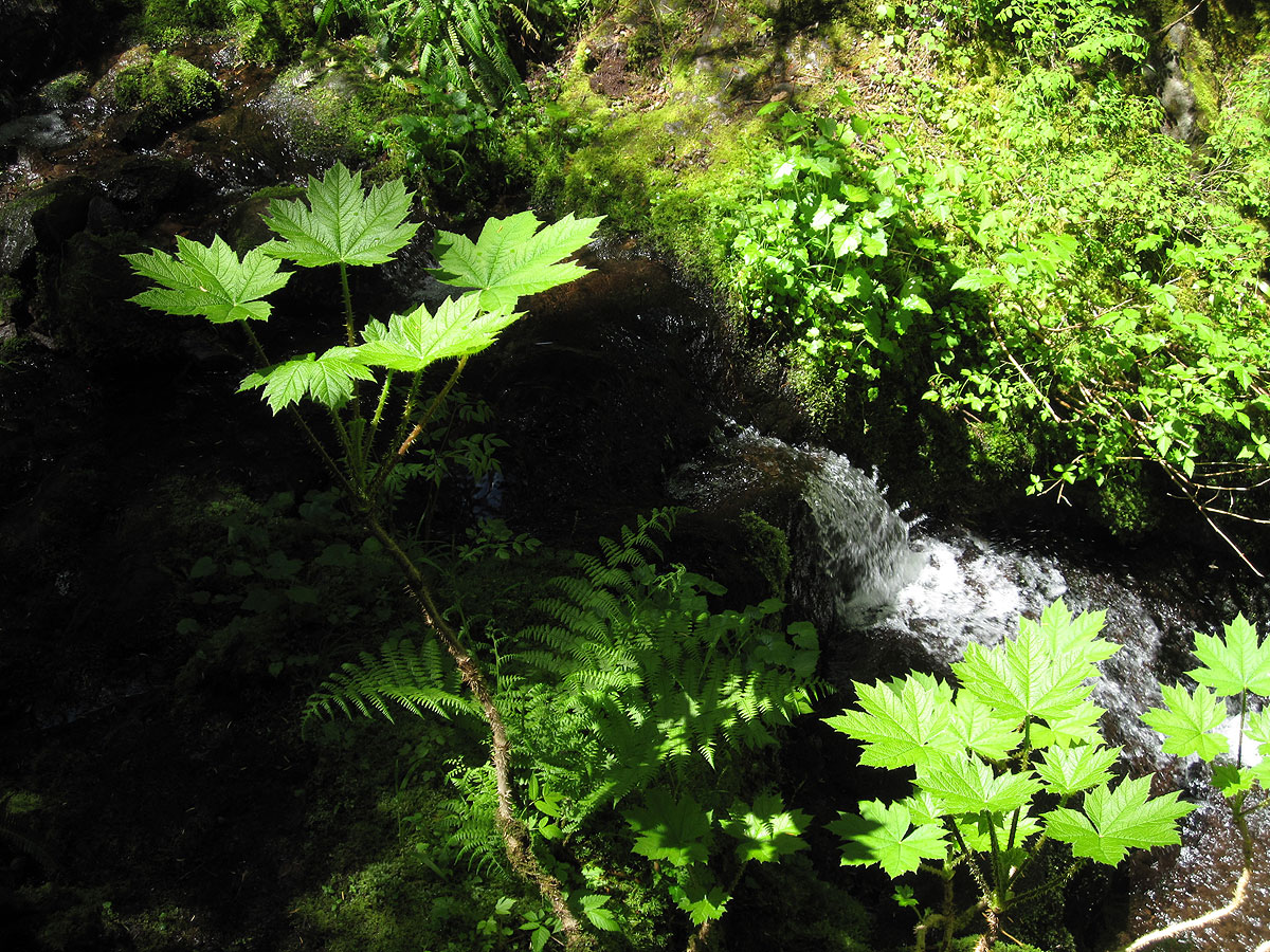 HJ Andrews Experimental Forest. Photo by Frederick H. Swanson.