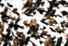 blackbirds