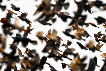 blackbirds