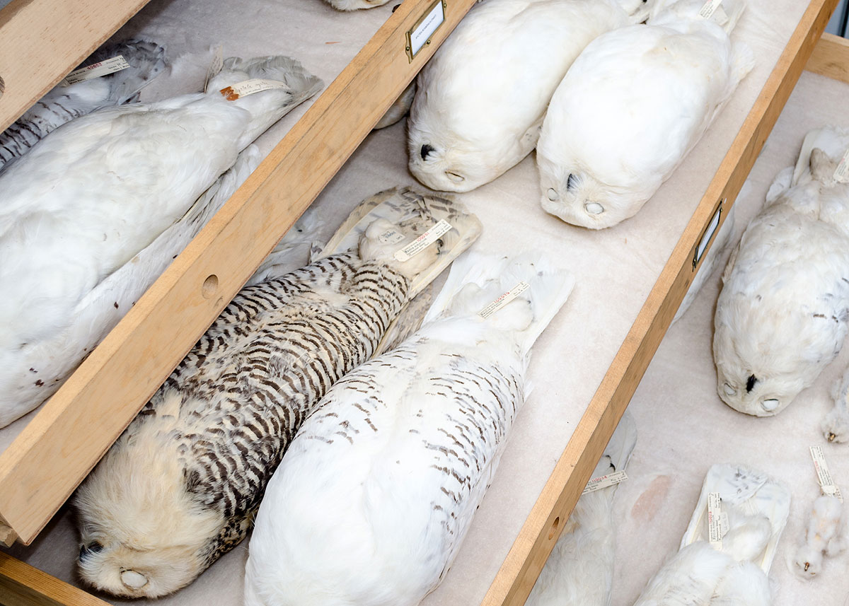 Owls in a drawer. Photo by Fontaine Rittelmann.