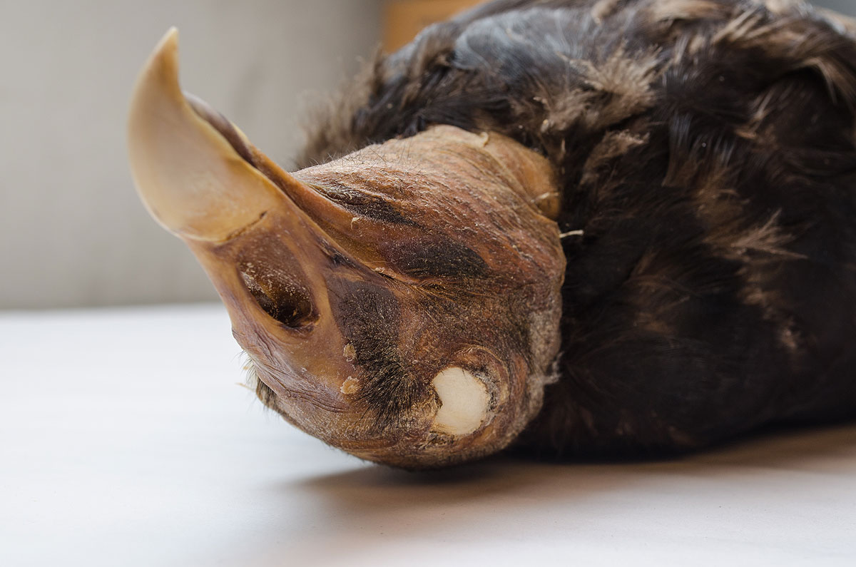 Vulture head. Photo by Fontaine Rittelmann.