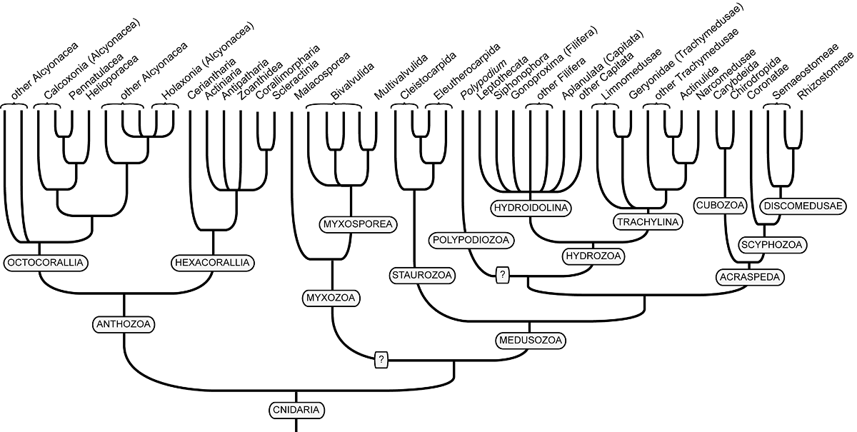 Cnidaria Tree of Life