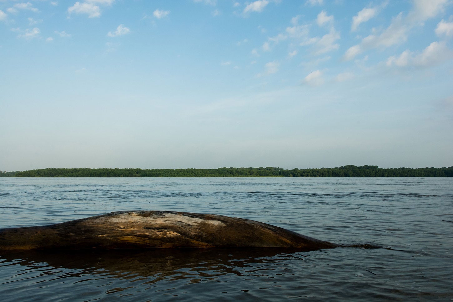 Submerged tree trunk on river