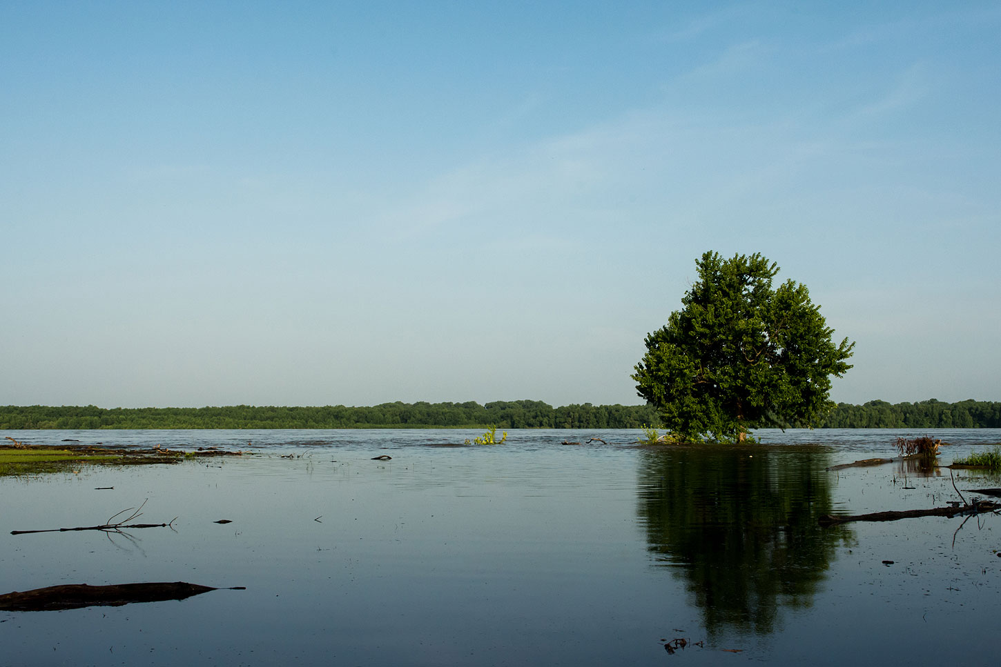 Tree along flooded river floodplain