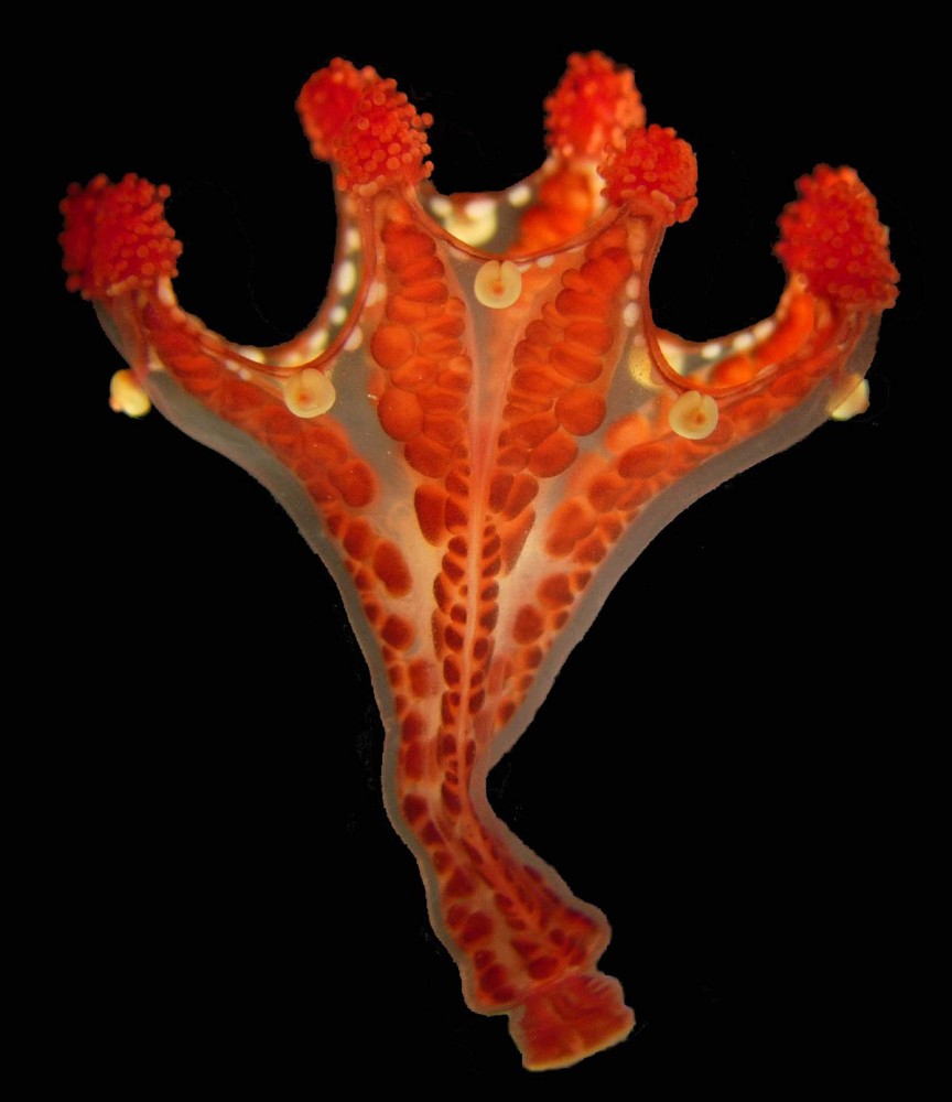 A Staurozoa: Haliclystus californiensis. Photo by Allen Collins.