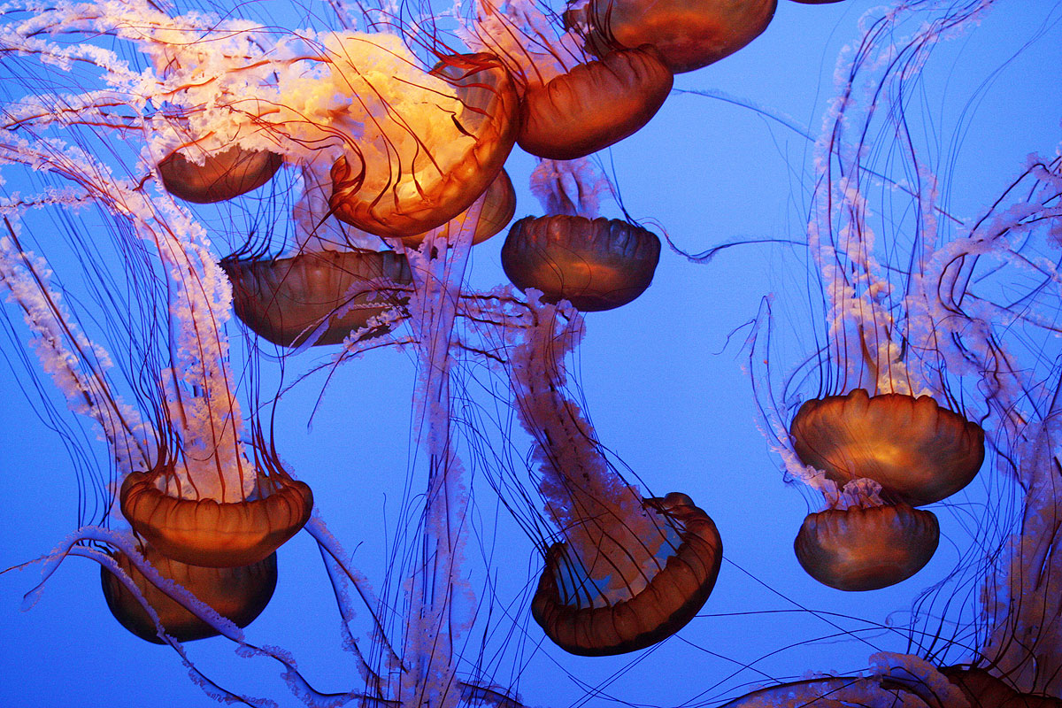 Jellies at the Monterey Bay Aquarium. Photo by Simmons B. Buntin.