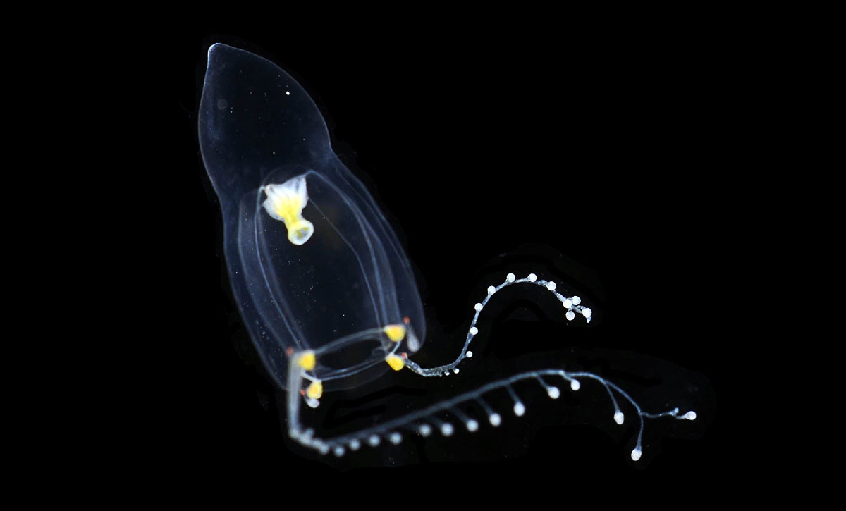 A siphonophore. Photo courtesy Allen Collins.
