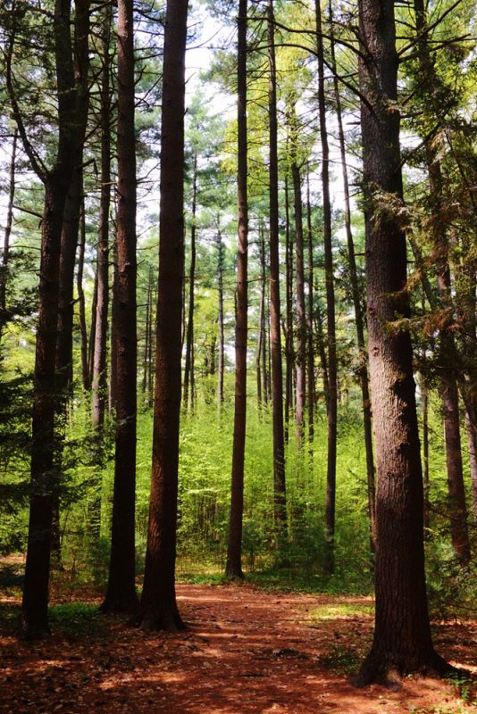 Spring woods. Photo by Yelizaveta P. Renfro.