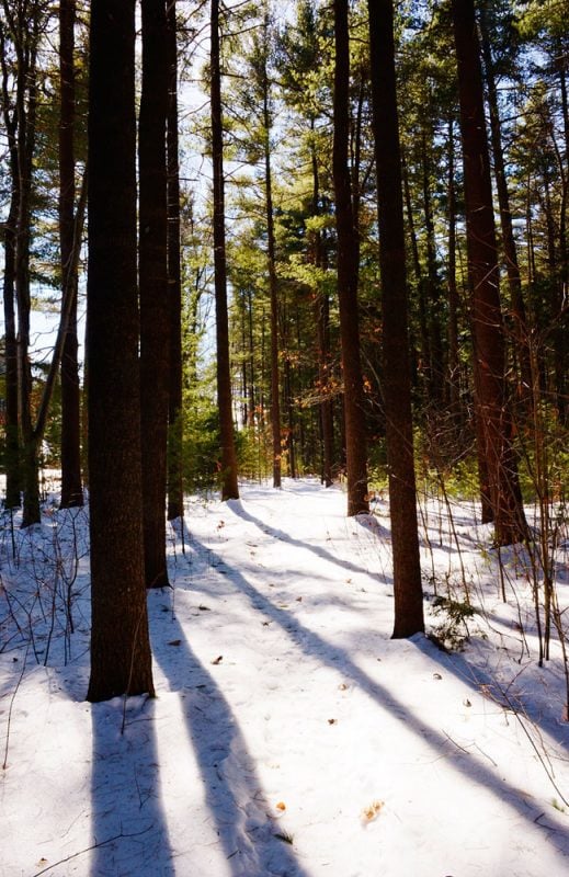 Winter woods. Photo by Yelizaveta P. Renfro.